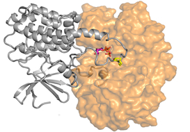 Molekuláris felvétel egy jelátviteli fehérje-fehérje komplexről.