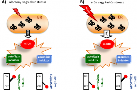 A sejtek élet-és-halál közötti döntési mechanizmusa endoplazmás retikulum stressz esetén.