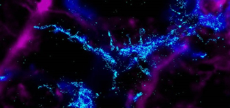 Mikroglia-idegsejt kapcsolat az agyban