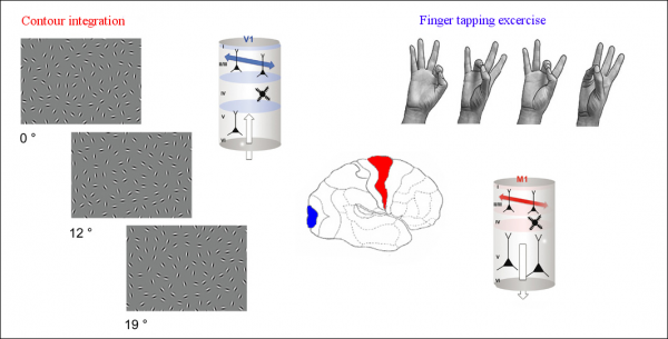 Illustration of the behavioural tests