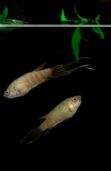 ELTE, Fishgenetics RG ELTE, Fishgenetics RG